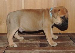 Amazing male and females Bullmastiff Puppies For Sale