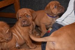 Bullmastiff Puppies for loving and caring home