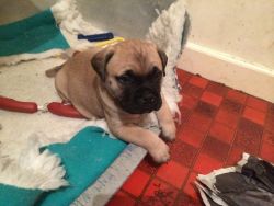 ovely Tempered Bullmastiff Puppies For Sale