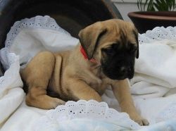 Absolutely beautiful Bullmastiff puppies For Sale