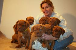 Chunky Bullmastiff Puppies For Sale