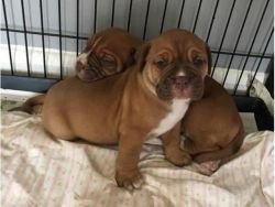 adorable bull mastif puppies for adoption