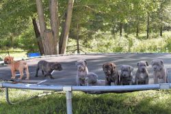 Cane Corso/Bullmastiff puppies