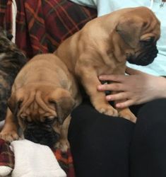 Good Looking Bullmastiff Puppies for sale
