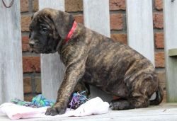 Awesome Bullmastiff Puppies Available