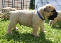 Chunky Bullmastif Puppies For Sale