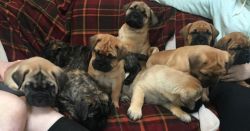Lovely Bull mastiff Puppies for sale