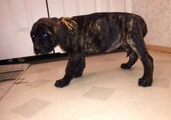AKC Mastiff Puppies For Sale Now