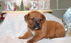 Nice and Healthy Bull Mastiff Puppies Available