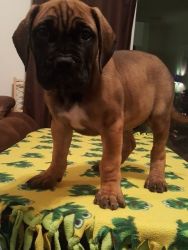 Bullmastiff Puppies With Great Personalities Available