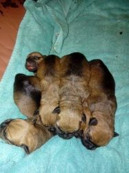 Gorgeous Bullmastiff Puppies for sale