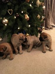 Stunning Bullmastiff Puppies for sale