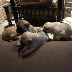 Cute Bullmastiff Puppies for sale