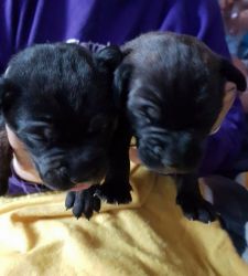 Good Looking Bullmastiff Puppies for sale