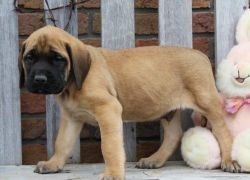 AKC Reg Bullmastiff Puppies For Sale