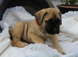 Well Socialized Bullmastiff Puppies For Sale