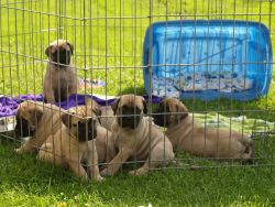Healthy Litter Of Fawn Wheaten Bull mastiff Puppies