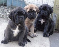 Cute Bullmastiff puppies for sale