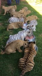 5 months old tiger cubs for adoption