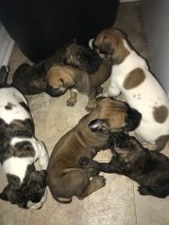 Bullmastiff puppies for sale