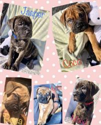 9 week old Bullmastiff puppies available AKC/Pedigree
