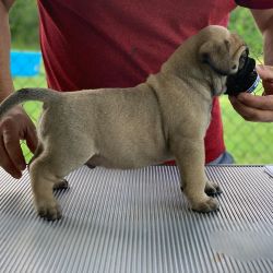 Adorable Bullmastiff Puppies for sale