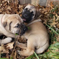 Mastiff puppies available for new homes now