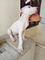 Pure Pakistani bully puppies in low price