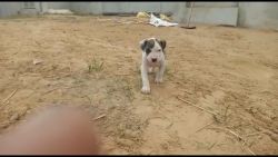 BULLY KUTTA PUPPY FOR SALE