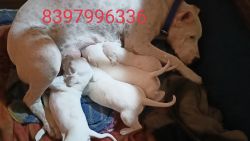 Pak bully puppies available in low price