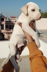 Pakistani Bully puppy import Blood line in Top quality avai