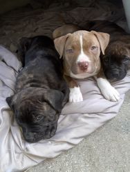 2 months old bullys puppies need them gone