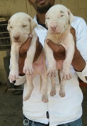 Pure Pakistani Bully puppies Available