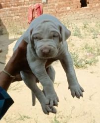 Top quality Pakistani Bully puppies Available
