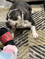 Selling male one year old bully