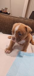 5 puppie for sale