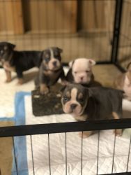 Exotic bullies for sale