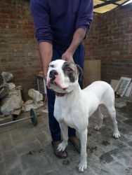 bully pup 10months fully trained