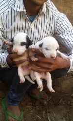Bully pupps to sell