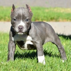 Blue And White Pitbull Puppies Available Now