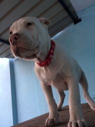 BULLY PUPS 3 MONTHS BABAR LINE