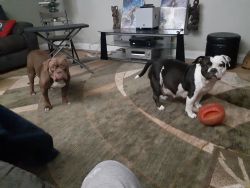 Bullies for sell pups