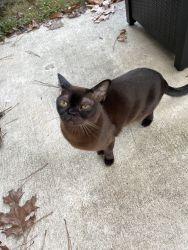 Burmese cat looking for new home