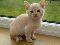 Burmese-Kitten For Sale