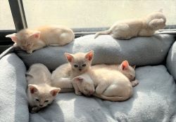 Fabulous Burmese Kittens