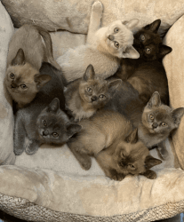 adorable BURMESE kittens
