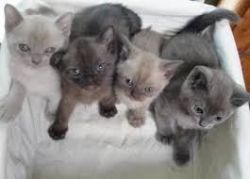 Burmese Kitten for good homes