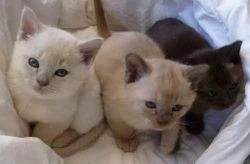 Gorgeous Burmese kittens