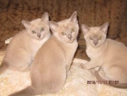 Burmese Kittens Ready Now