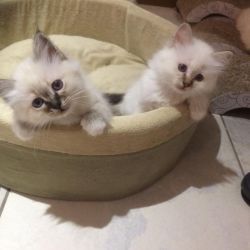 Beautiful Gccf Asian/burmese Kittens For Sale!